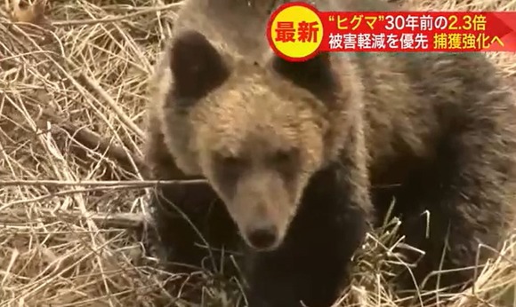 【推定個体数は1万2000頭超】北海道の“ヒグマ” 30年前と比べ2.3倍に増加…農作物への被害や人間の生活圏への出没相次ぐ 捕獲強化へ