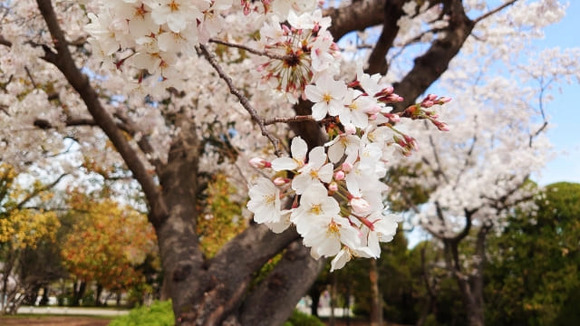 桜