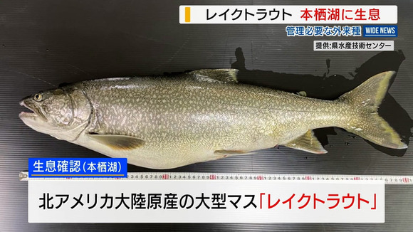 【悲報】本栖湖で外来種「レイクトラウト」を確認・・・