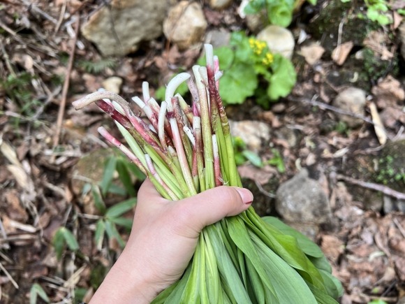 【北海道】ギョウジャニンニク採りで崖から滑落か…防災ヘリで搬送も53歳男性死亡