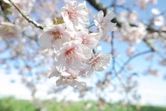 【画像】いい天気だから公園に行ったら「河津桜」咲いてた