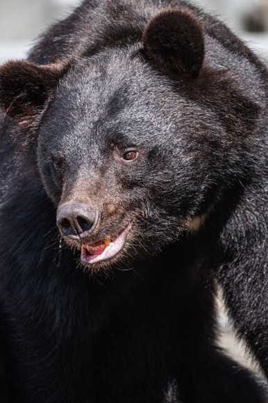 クマ対策の緊急銃猟、２万円の報償金　秋田県男鹿市「ハンターのストレス大きい」