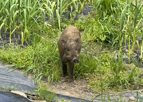 人間はイノシシには勝てないのか