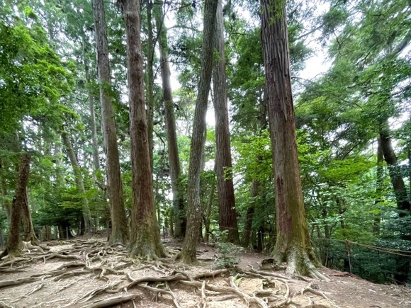 ｡ﾟ(ﾟ´ω`ﾟ)ﾟ｡先輩に無理矢理山に連れて行かれた