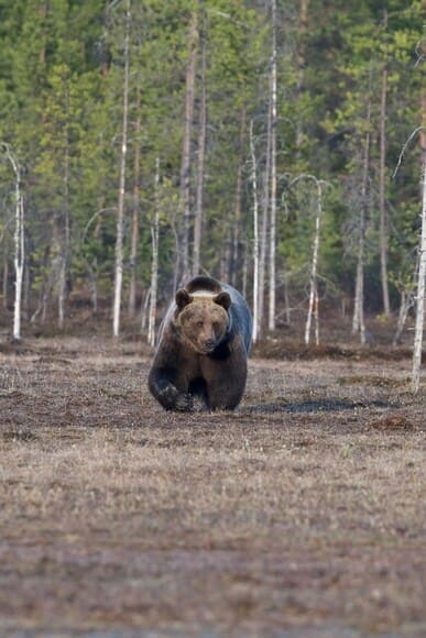 「クマは顔面を狙って攻撃してくるが、初手は左が多い」←これ