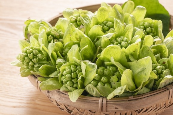 山菜採りに行きたいんやが・・・