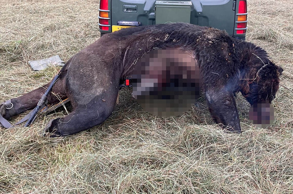 【悲報】OSO18を駆除した役場に抗議の電話が殺到「なぜ駆除した」