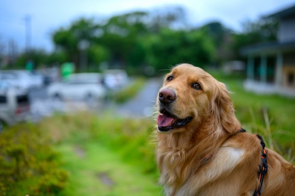 犬「見てご主人様、蜂の巣持ってきたよ！飼い主「ギャオオオオオン！！！」