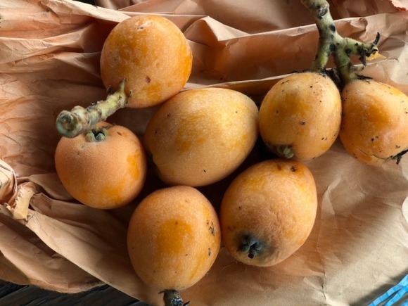 【山梨】学校給食で『びわ』提供　児童生徒126人にアレルギー反応　1人が入院