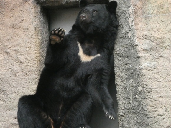 【悲報】九州人さん、クマを駆除したことに激怒してしまう……