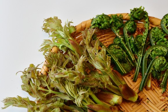 春の山菜で美味いのってあるか？