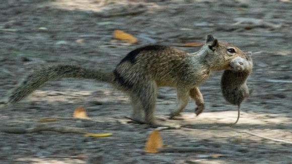 ネズミを捕食する肉食リス、米カリフォルニア州で初確認