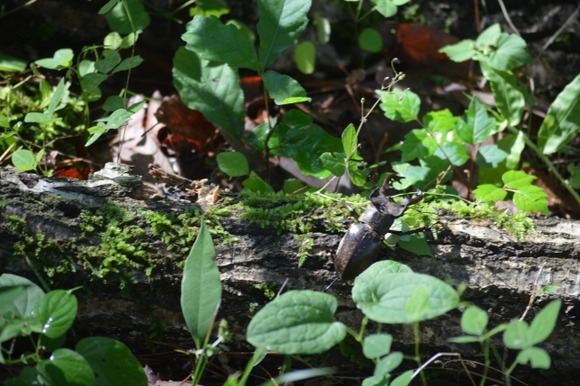 【画像】ワイ、レアなクワガタを購入