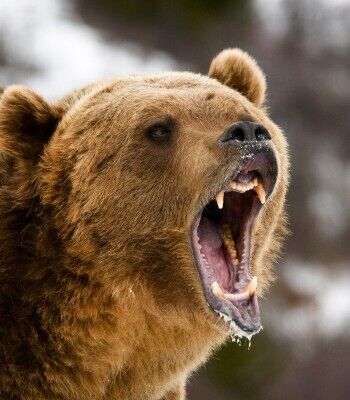 血に飢えた怪物ヒグマが2025年、大量発生か…！いま北海道のハンターたちが恐れている「異変」