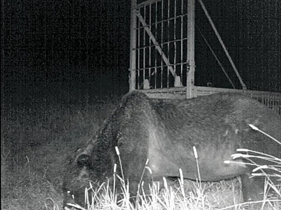 【悲報】北海道のやべークマ「OSO18」、未だ駆除されない