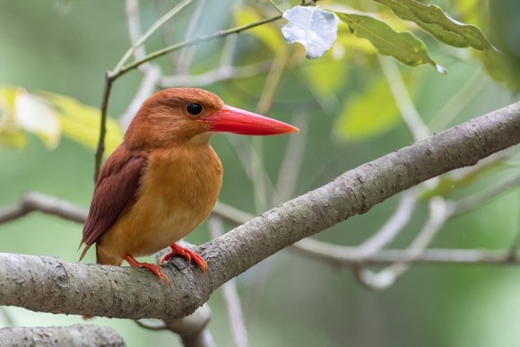 【画像】ワイバードウォッチャー、夢だったアカショウビンに遭遇し感涙
