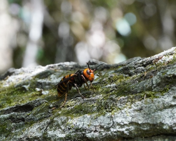 【画像】ワイくんの右手、キイロスズメバチに刺されアンパンマンに