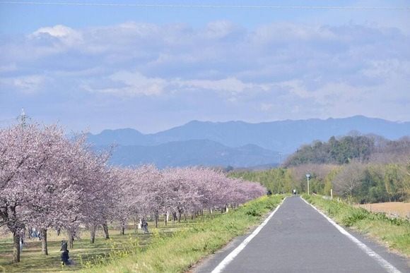 【画像】北浅羽桜堤公園に桜を見にいったよ