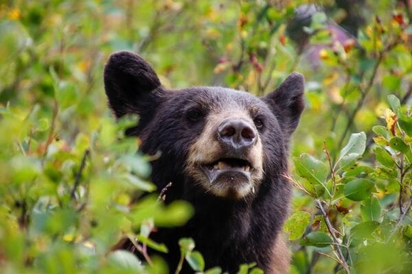 【悲報】全国のクマ、一斉に日本人を襲い始める・・・