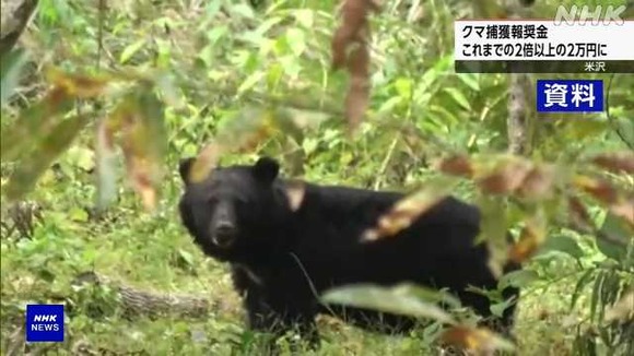 【乞食速報】クマを捕獲すると2万円貰える！！！！！