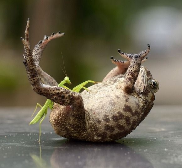 カマキリとかいうクッソ強い昆虫ｗｗｗｗｗｗｗｗｗｗｗｗ 登山ちゃんねる