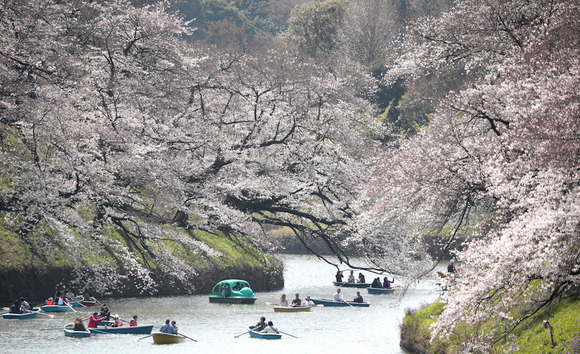 千鳥ヶ淵の桜