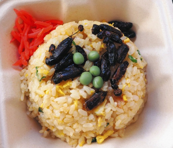 【岐阜】文化祭にコオロギチャーハン！郡上北高、地元名店と昆虫食にトライ