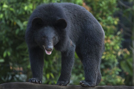 「ヒグマとツキノワグマの悪魔合体が起きている」…！いま秋田の猟師たちが恐れる「最凶のハイブリッド熊」の正体