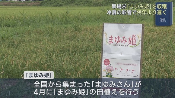 今年の夏は冷夏だった気がする