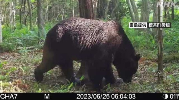 【北海道】牛襲うヒグマ「ＯＳＯ１８」の鮮明なカラー画像がこちら！