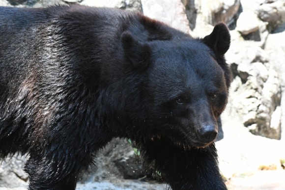ヤフーコメント民、「クマを駆除するな」という苦情に対して正論を言い放つ