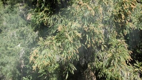 花粉症など甘え！気合いで治せ　気合いで