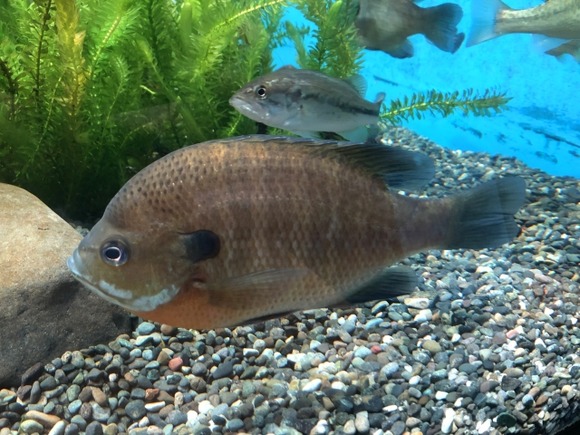 ブルーギル(クセがなくどんな調理法でも美味いどこでも取れる)←お前らが食わない理由