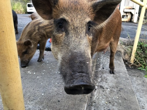 【神戸】中学校グラウンドのイノシシの頭、実は猟友会が駆除したもの…動物が掘り起こして運んだか