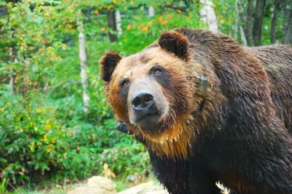 ヒグマに取られた荷物は取り返してはいけない←これ