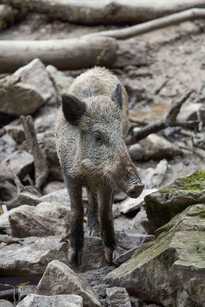 登山ちゃんねる