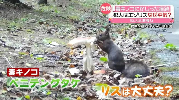 猛毒のベニテングタケ、リスは常習的に食べてると判明