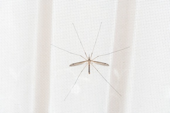 【画像】日本の田舎に生息する「ガガンボ」、昆虫界上位のキモさだと話題にｗｗｗｗｗｗｗｗｗｗｗｗ