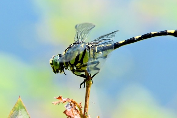 【画像】オニヤンマ、デカすぎる・・・