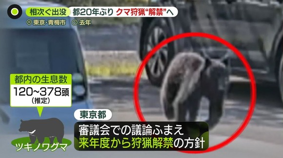 【東京都】クマ狩猟を限定的解禁の方針!専門家“一定の効果”も「20年間やっていない」課題指摘
