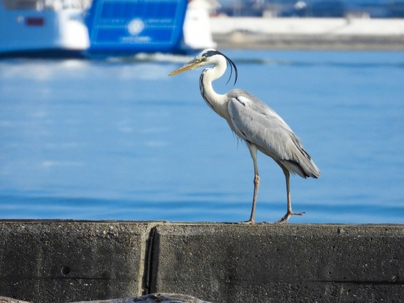 【画像】なんか変な鳥いた