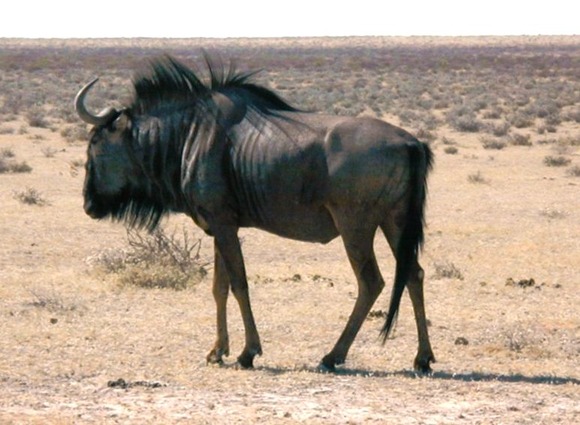 ４Blue_wildebeest