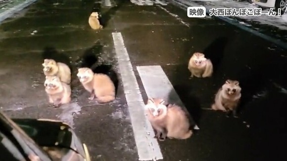 【驚愕】30匹のタヌキが車を包囲！もふもふパラダイス勃発か？