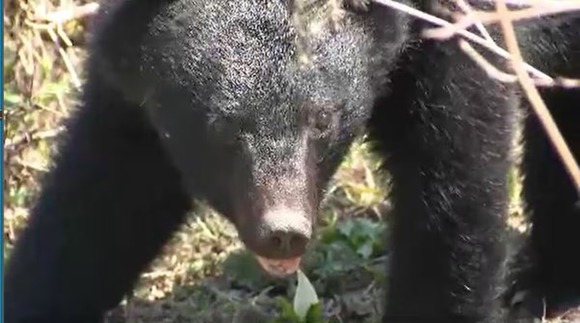 【長野】「クマが車に向かってきた」体長約1.5mのクマが車に体当たり　ボンネットに覆いかぶさる　運転の30代男性けがなし