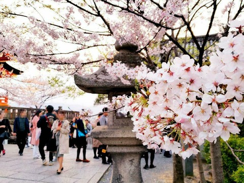 京都の桜