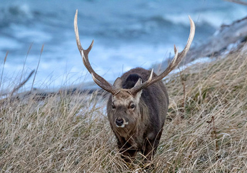北海道でエゾシカが増えすぎて害獣化　年10万頭処分しても増える　お前らジビエにして食ってくれ