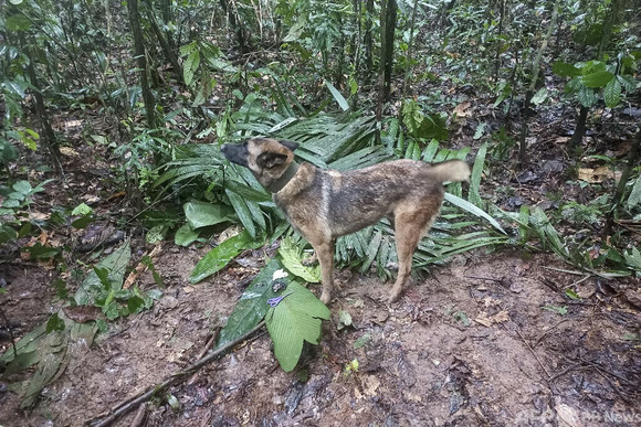 飛行機墜落から2週間以上、アマゾン密林で子ども4人発見！
