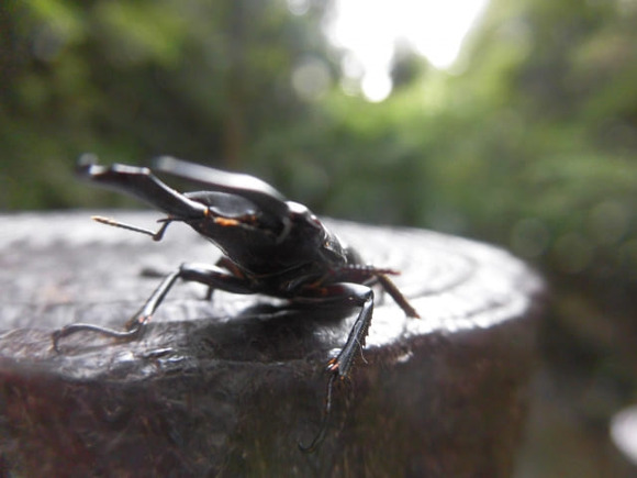 オオクワガタ