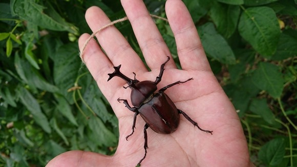 お前らカブトムシさわれる？