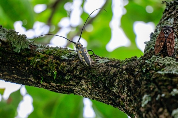 【画像】シロスジカミキリ見つけたよ～